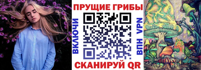 закладка  Приволжск  Галлюциногенные грибы Psilocybine cubensis 